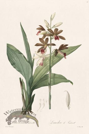 Les Liliacees Redoute 043